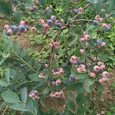 水果珍品，蓝莓