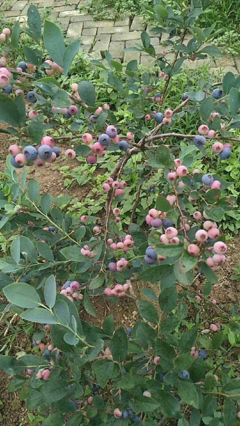 水果珍品，蓝莓