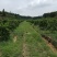 正宗贡柑高品质种植基地6.0～6.5cm以上