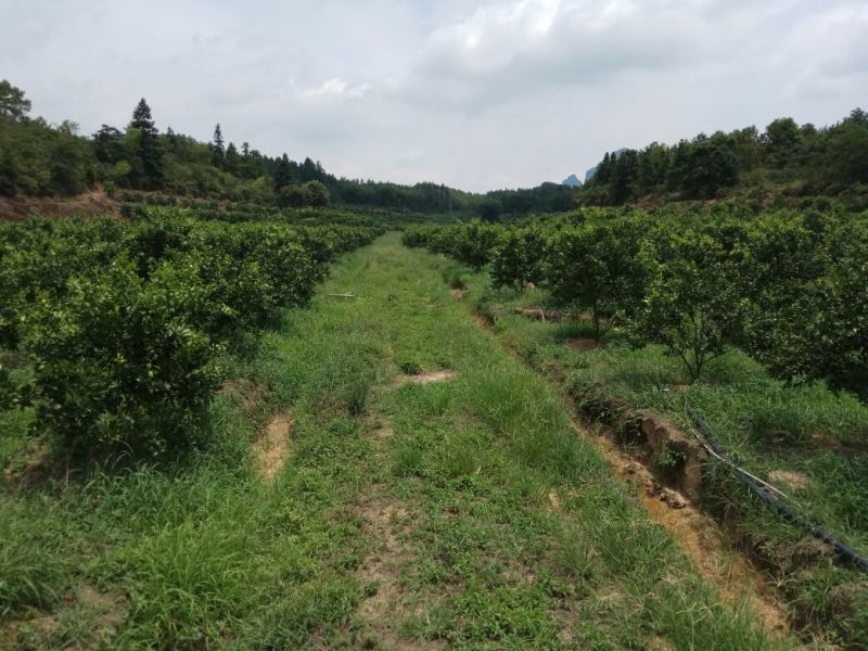 正宗贡柑高品质种植基地6.0～6.5cm以上