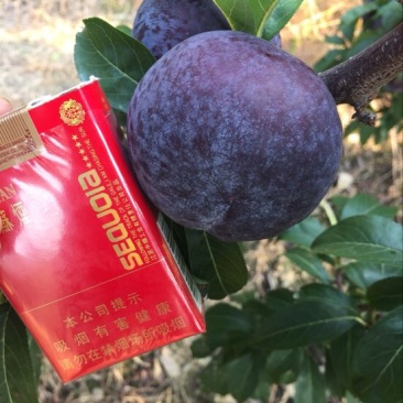 供应大量露天黒总统黑宝石李子50mm以上
