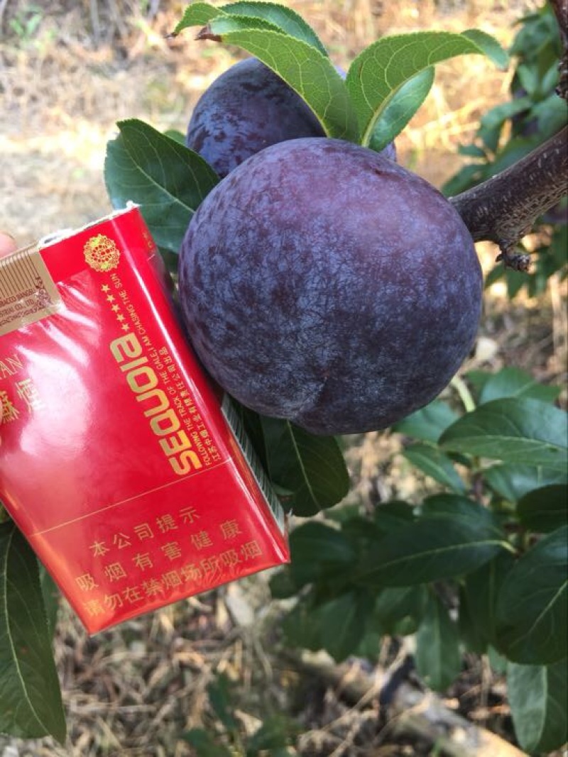 供应大量露天黒总统黑宝石李子50mm以上