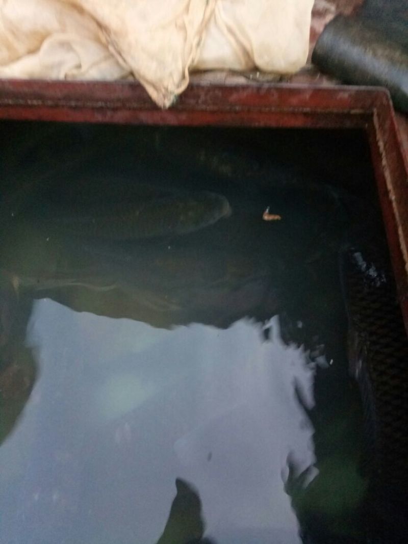 鲤鱼