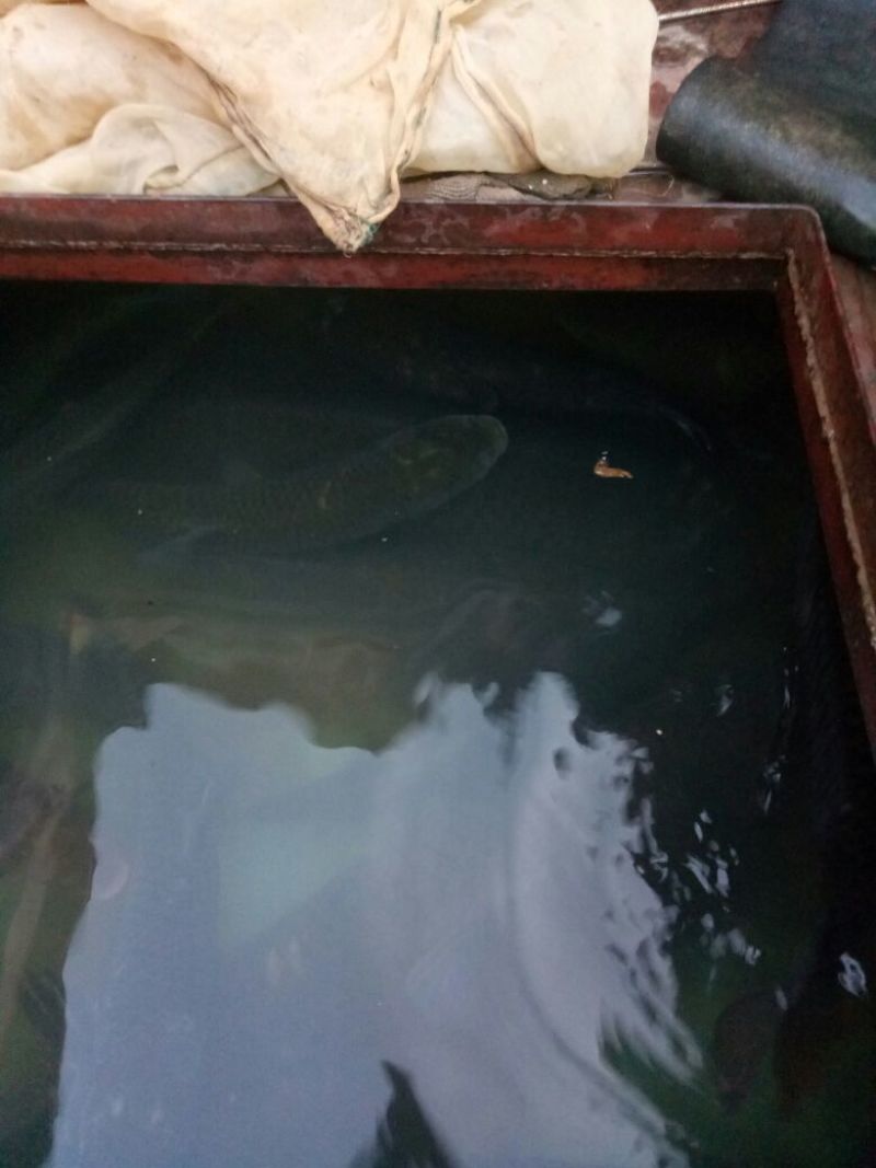 鲤鱼