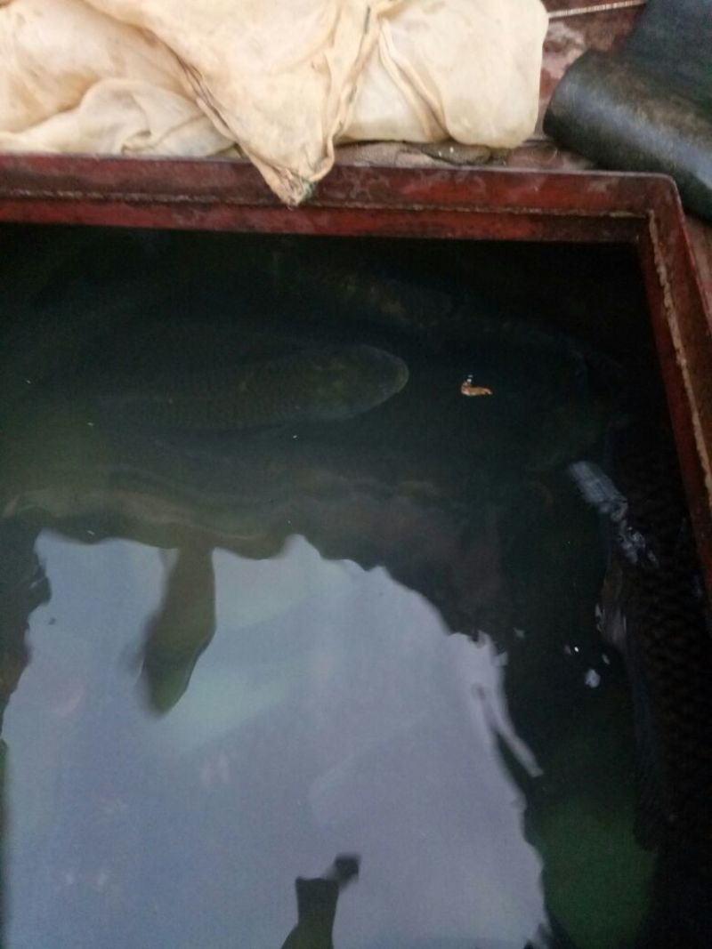 鲤鱼