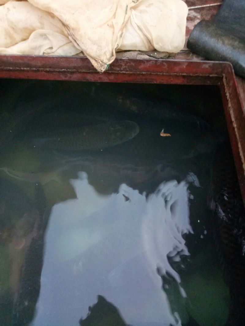 鲤鱼