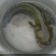 鲤鱼