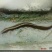 鲤鱼