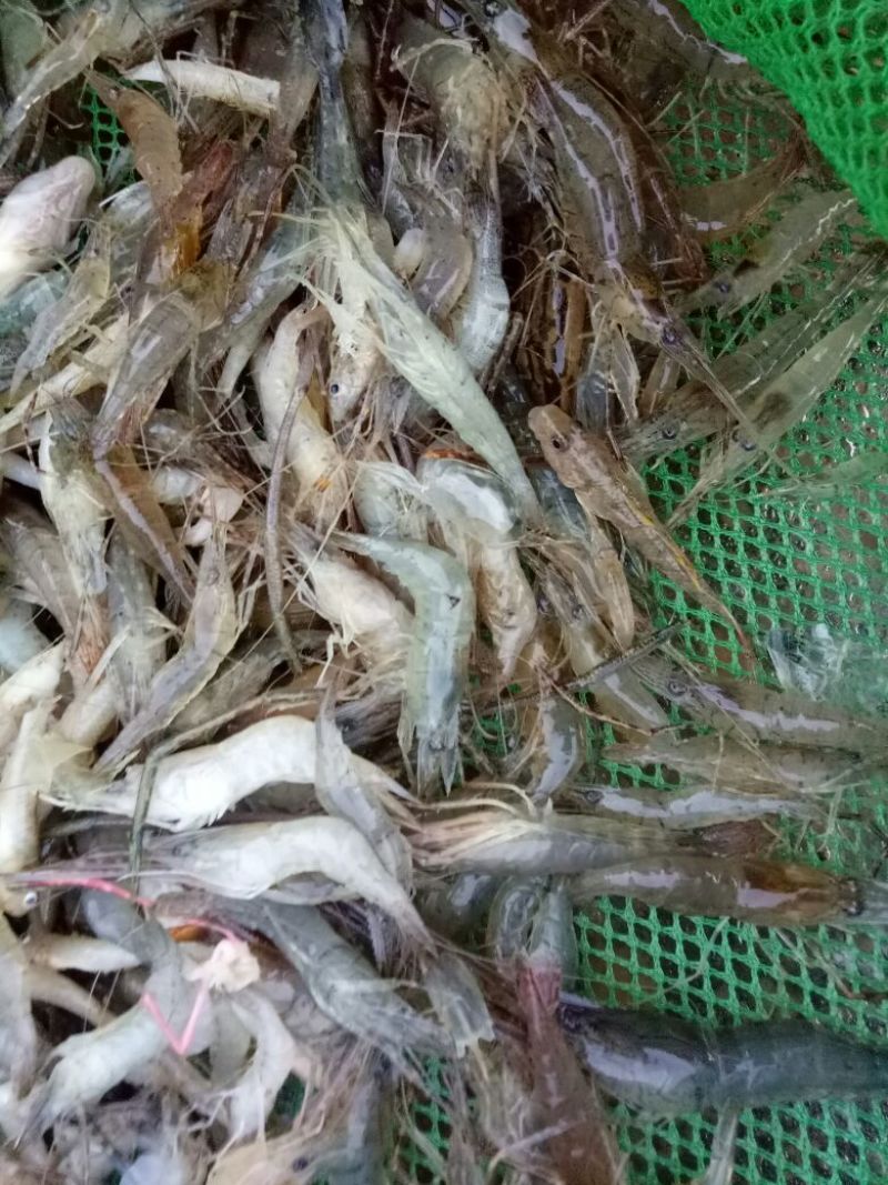 鲤鱼