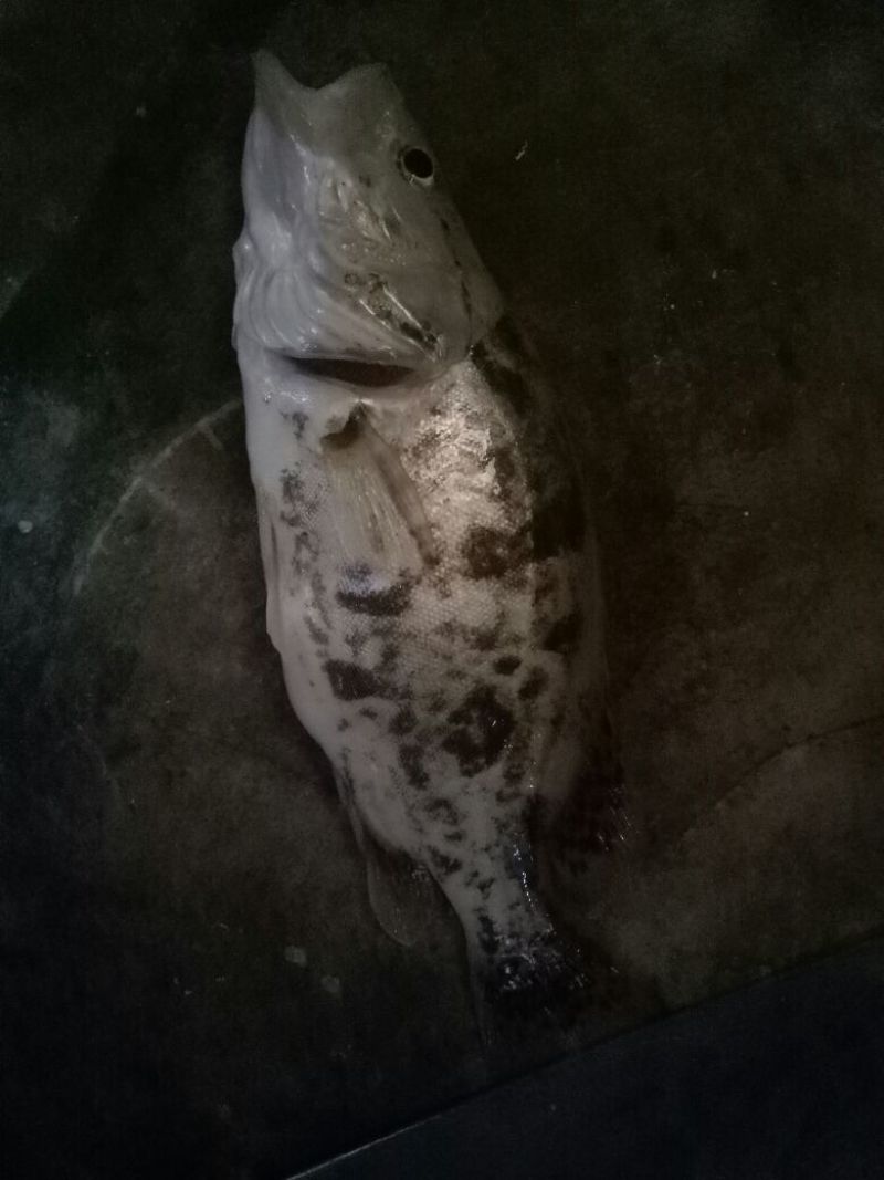 鲤鱼
