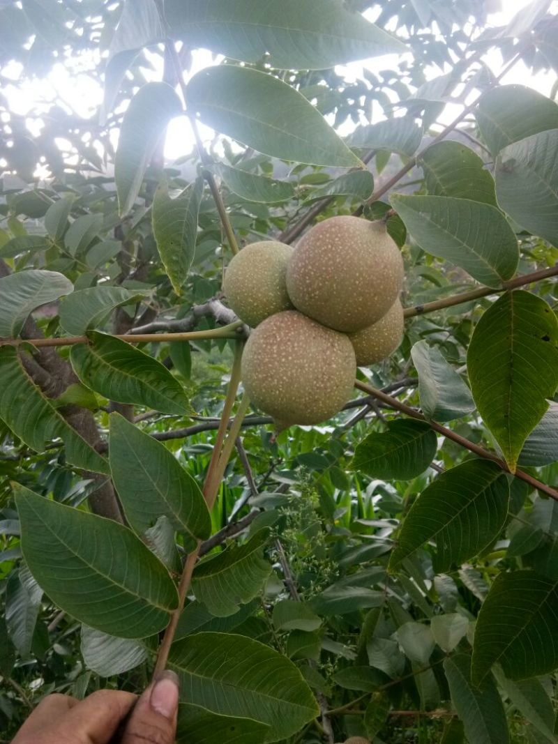 新鲜山核桃，去皮，火热上市了