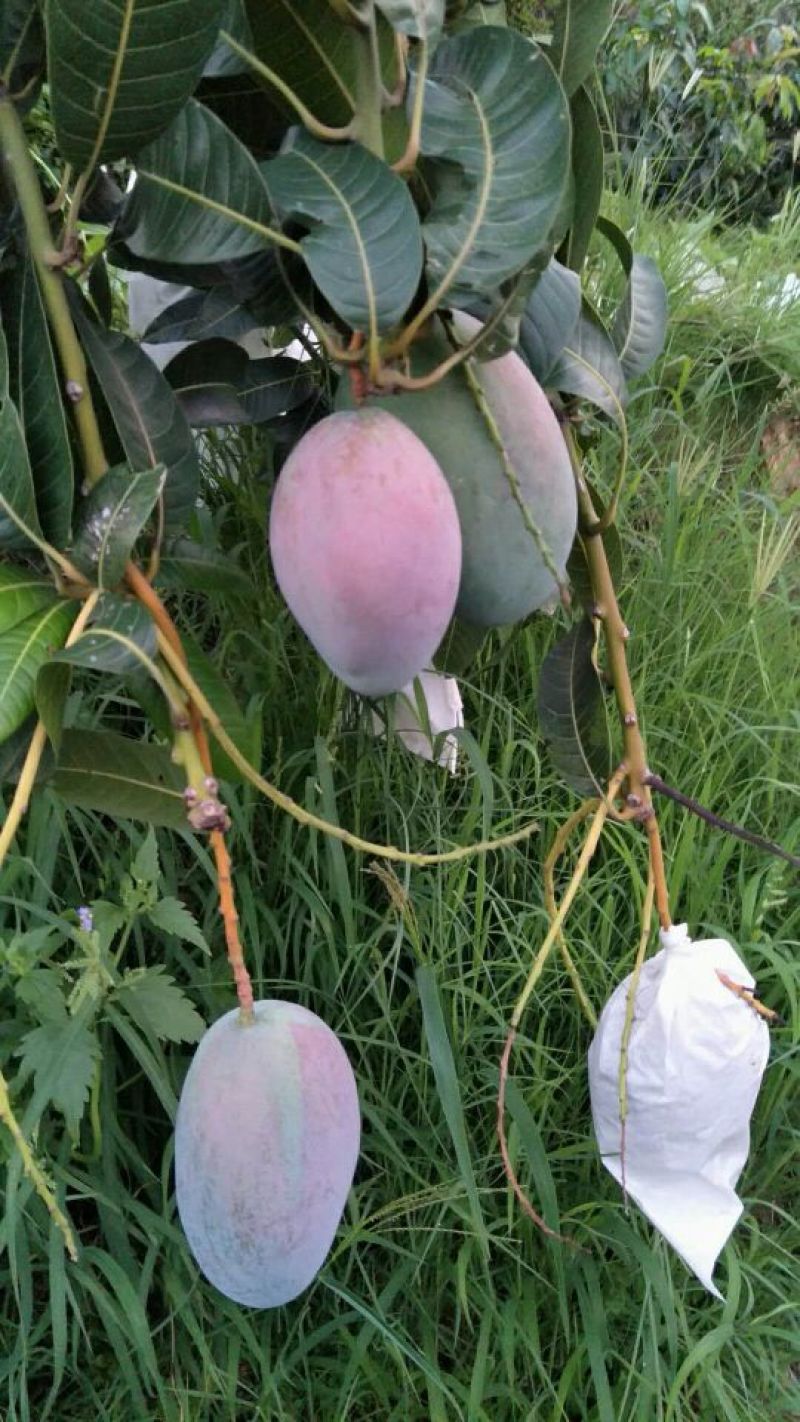 攀枝花凯特大芒果