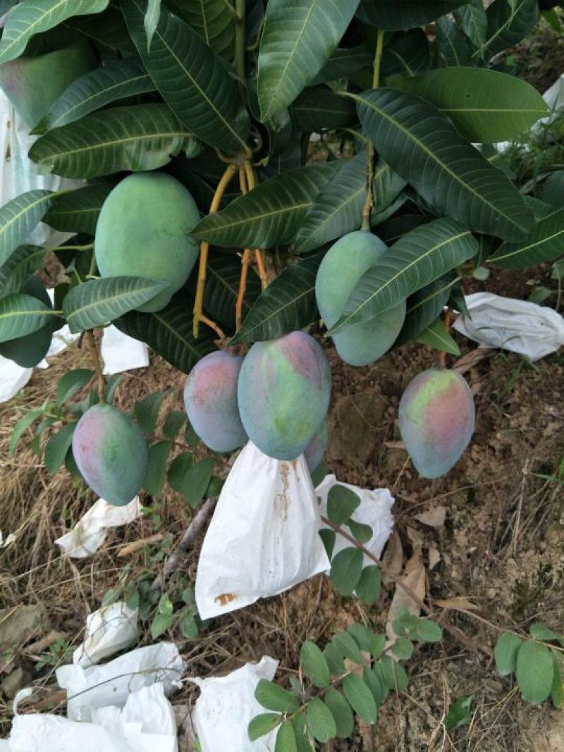 攀枝花凯特大芒果