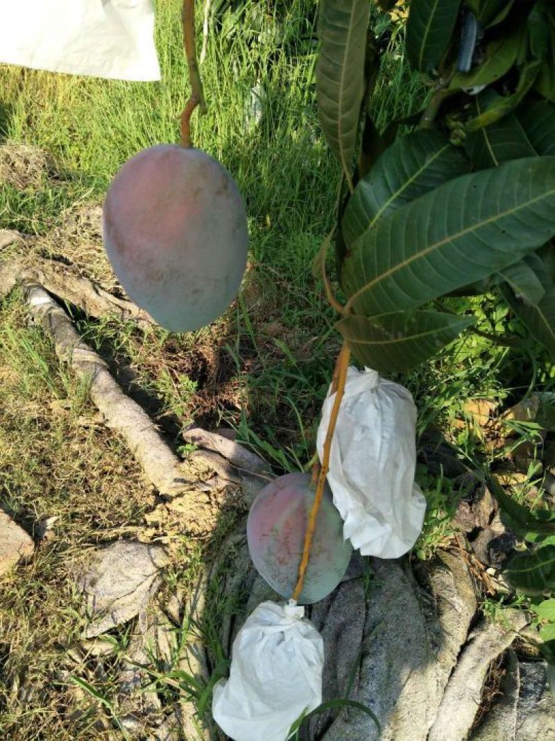 攀枝花凯特大芒果