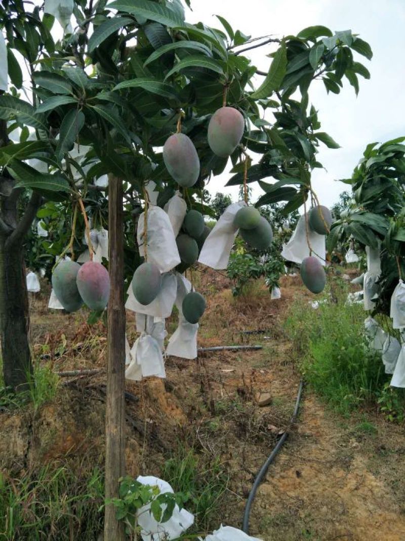 攀枝花凯特大芒果