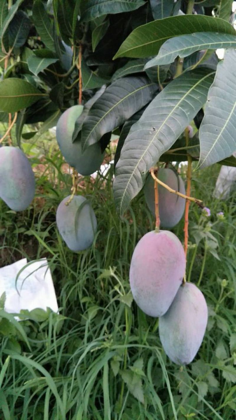 攀枝花凯特大芒果