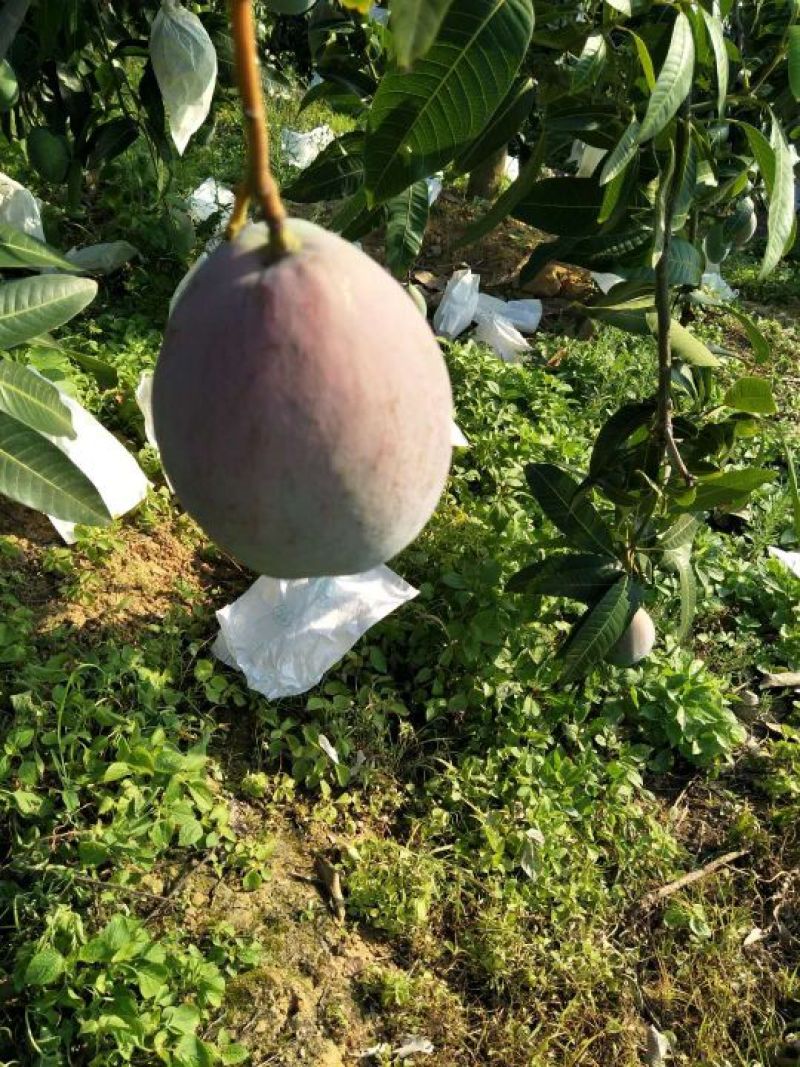 攀枝花凯特大芒果