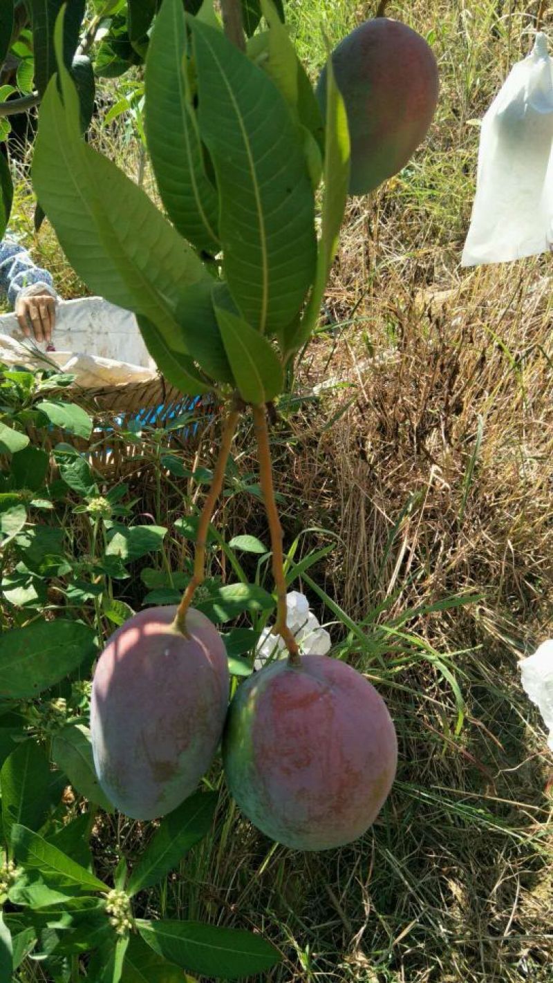 攀枝花凯特大芒果