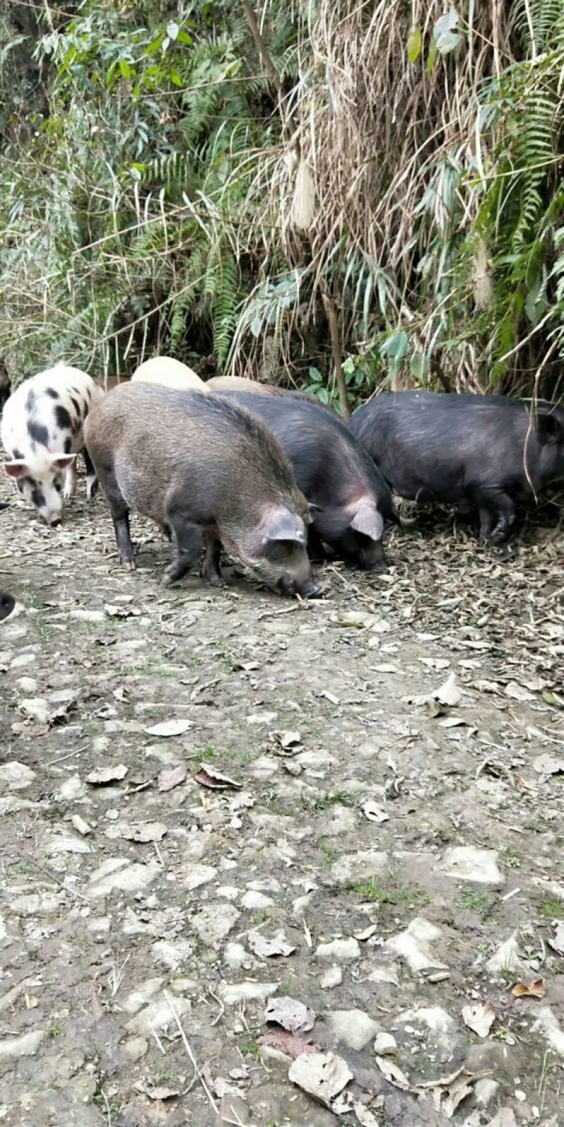 彝家跑山猪香肠腊肉