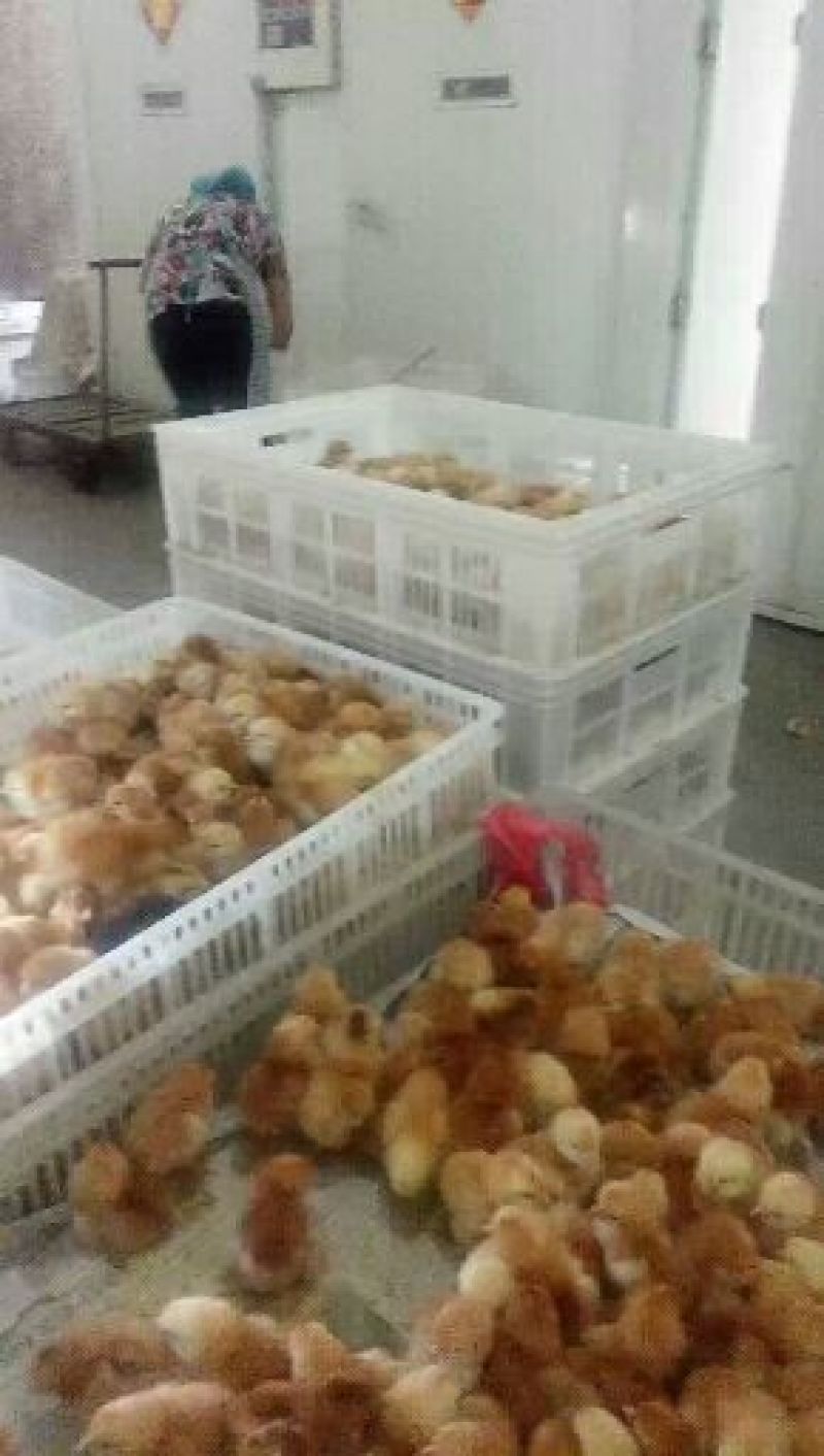 红玉380鸡苗**价格