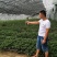 草莓种苗穴盘苗，裸根苗都有。品种红颜隋珠，章姬，妙七等