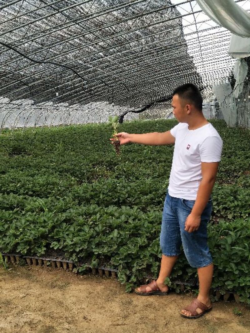 草莓种苗穴盘苗，裸根苗都有。品种红颜隋珠，章姬，妙七等
