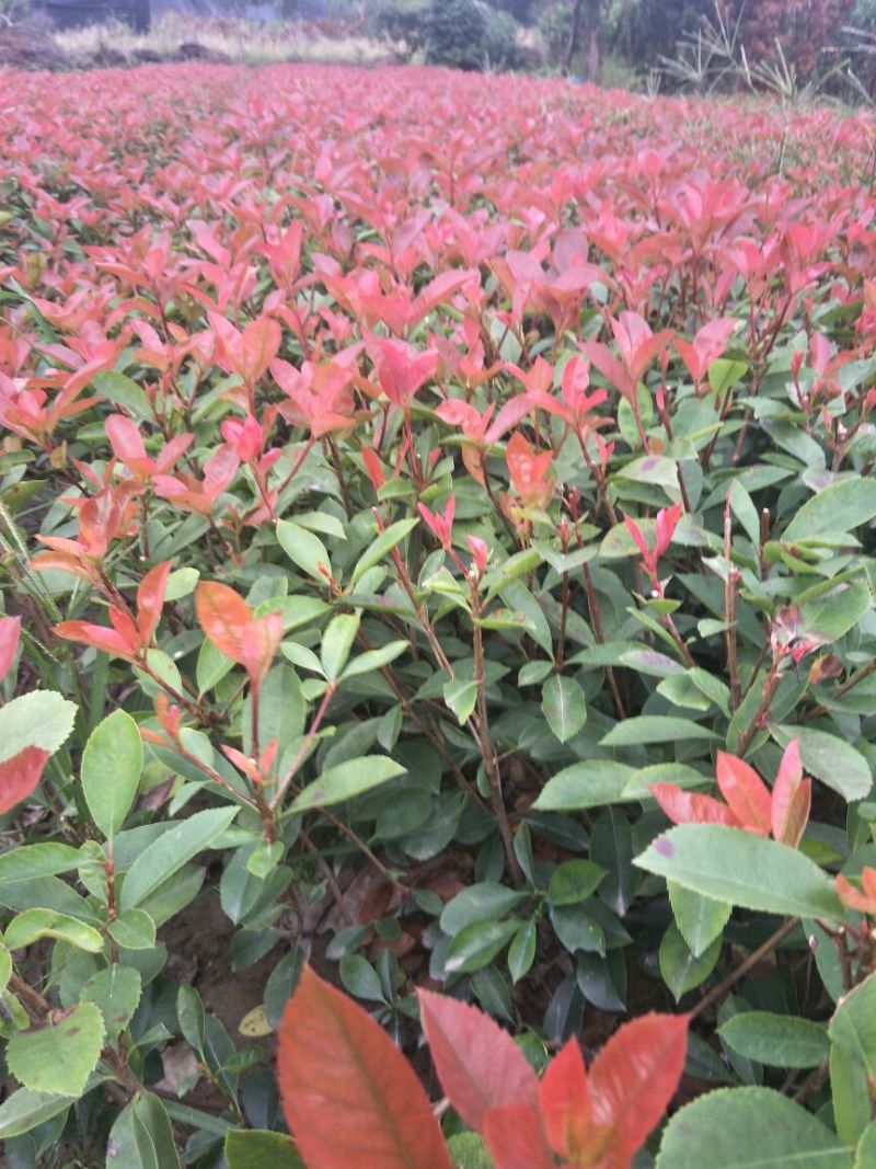 红叶石楠