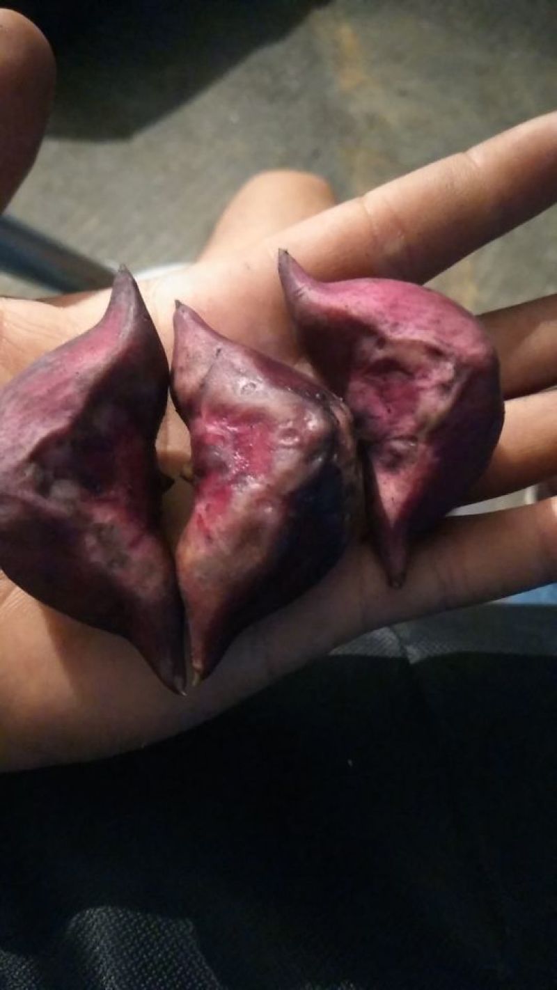 红菱角