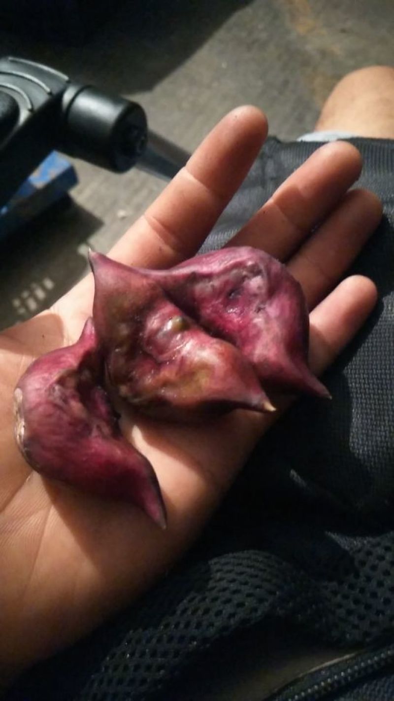 红菱角