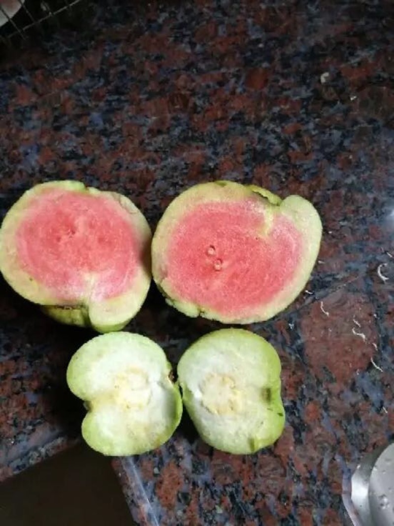 红宝石芭乐苗