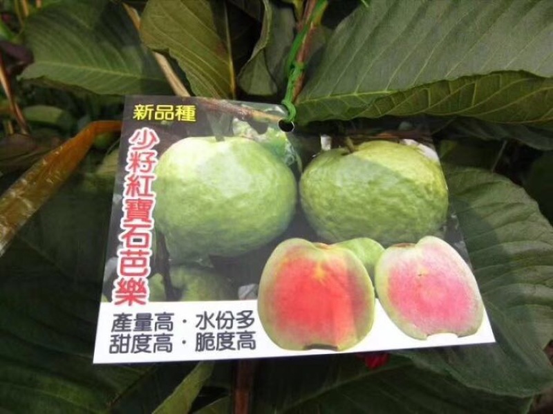 红宝石芭乐苗