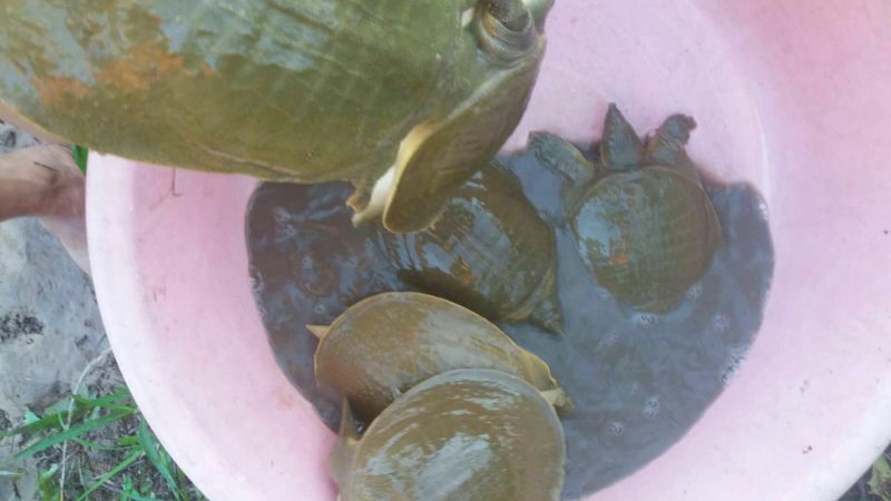 5年外塘冷水黄河鳖精品，不买您后悔