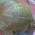 5年外塘冷水黄河鳖精品，不买您后悔
