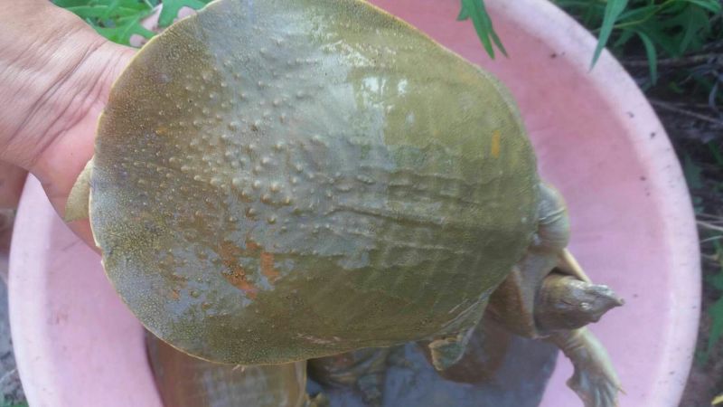 5年外塘冷水黄河鳖精品，不买您后悔