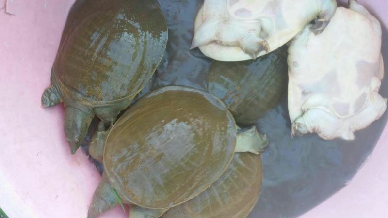 5年外塘冷水黄河鳖精品，不买您后悔