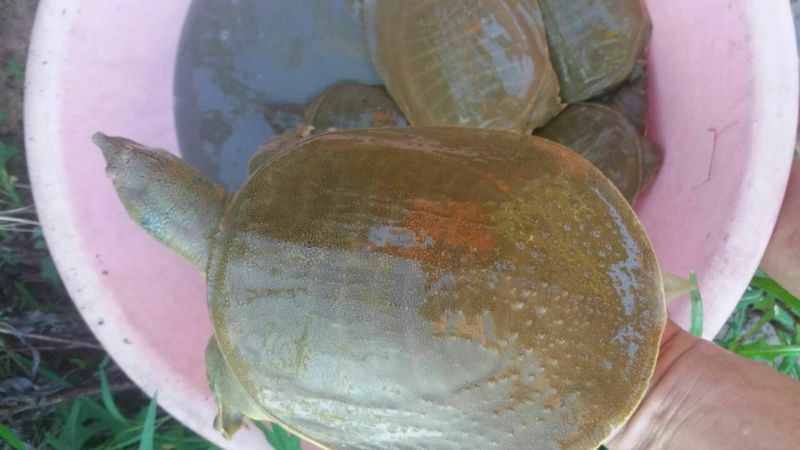 5年外塘冷水黄河鳖精品，不买您后悔