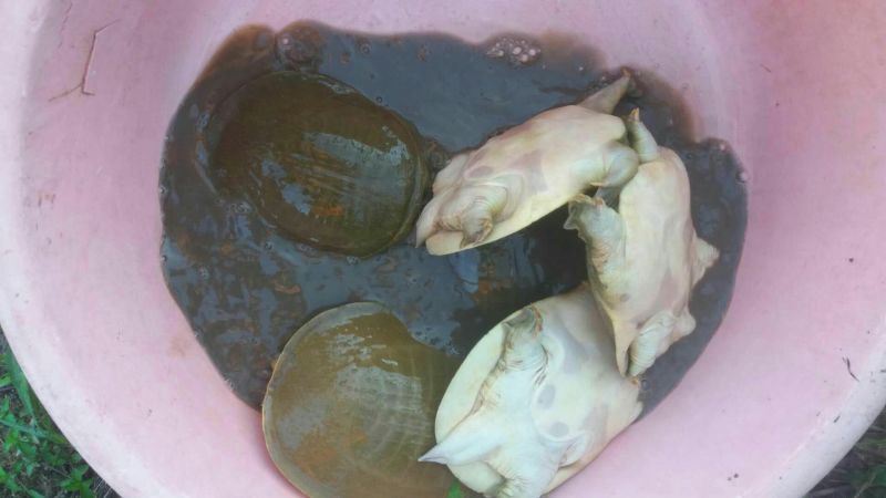 5年外塘冷水黄河鳖精品，不买您后悔