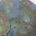 5年外塘冷水黄河鳖精品，不买您后悔