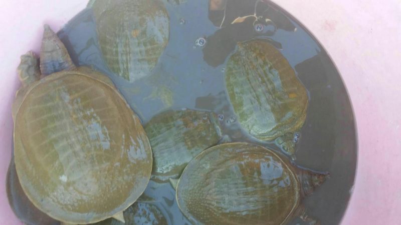 5年外塘冷水黄河鳖精品，不买您后悔