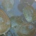 5年外塘冷水黄河鳖精品，不买您后悔
