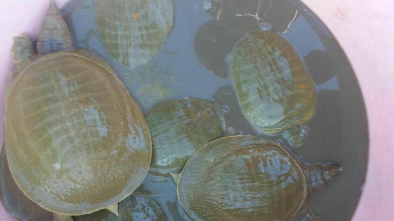 5年外塘冷水黄河鳖精品，不买您后悔
