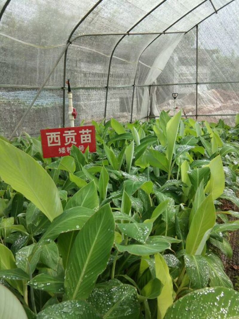 广粉粉蕉苗金粉一号粉蕉苗西贡蕉苗