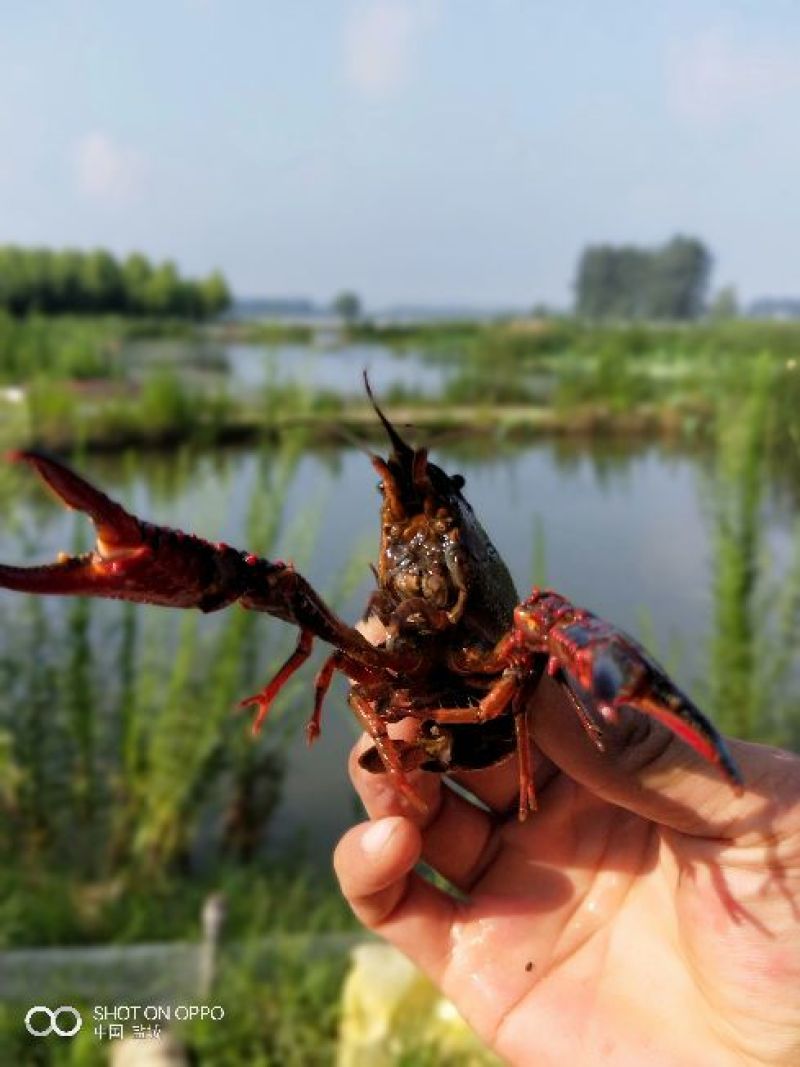小龙虾