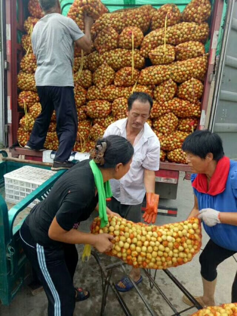 鲜枣、产地大量现货适合电商平台、多多买菜、拼多多、一件代