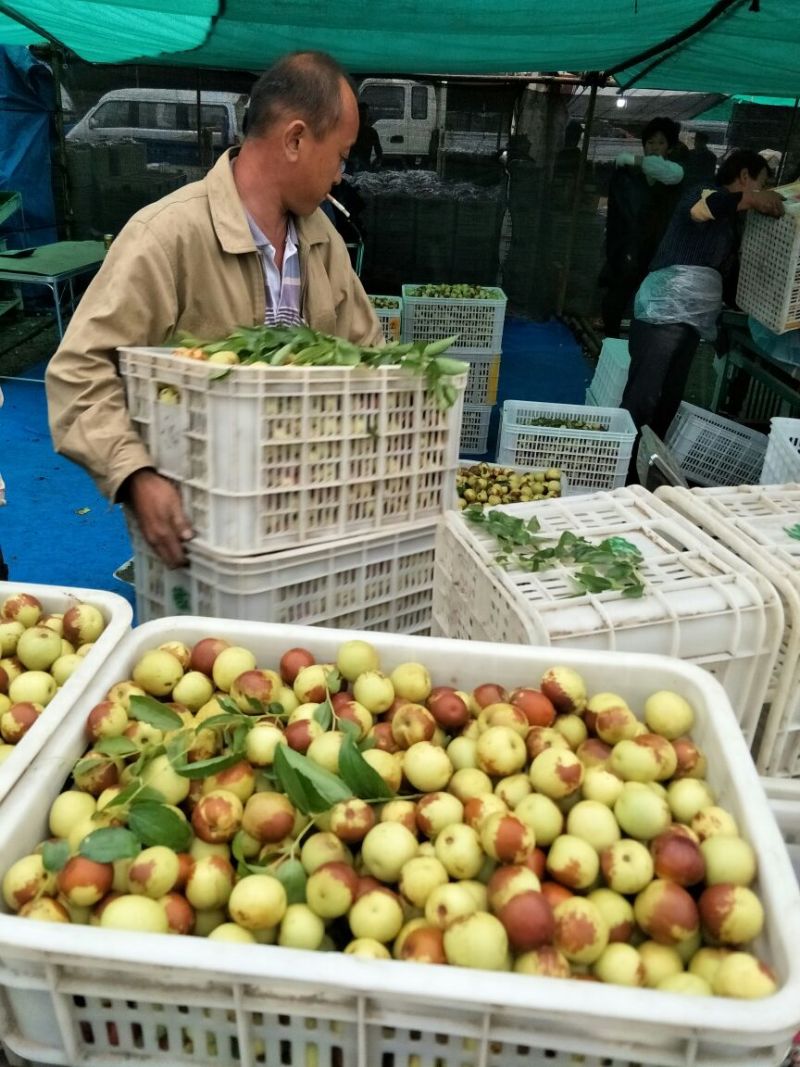 鲜枣、产地大量现货适合电商平台、多多买菜、拼多多、一件代