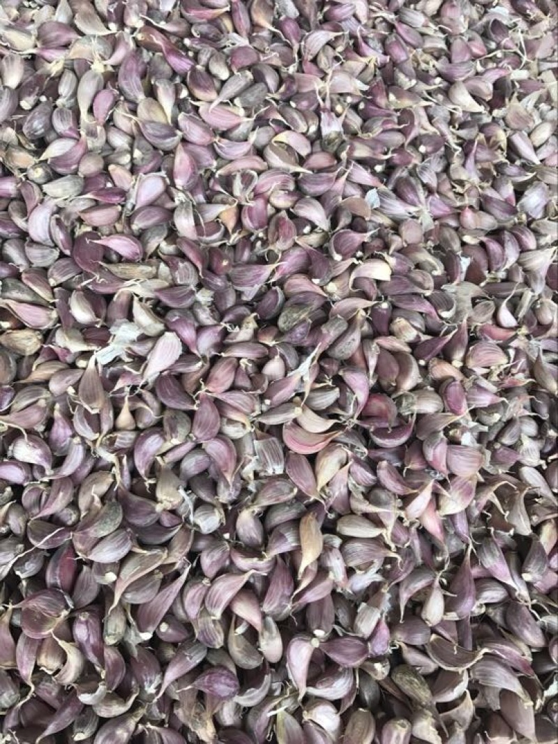 【优选】四川红蒜混级统货干蒜一手货源好货多多