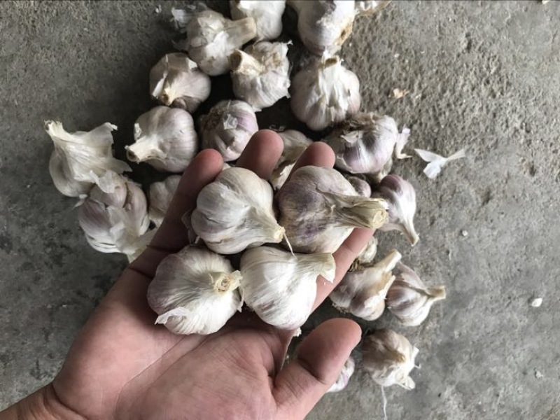 【优选】四川红蒜混级统货干蒜一手货源好货多多
