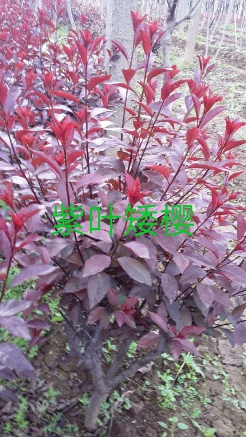 园林绿化用苗紫叶矮樱
