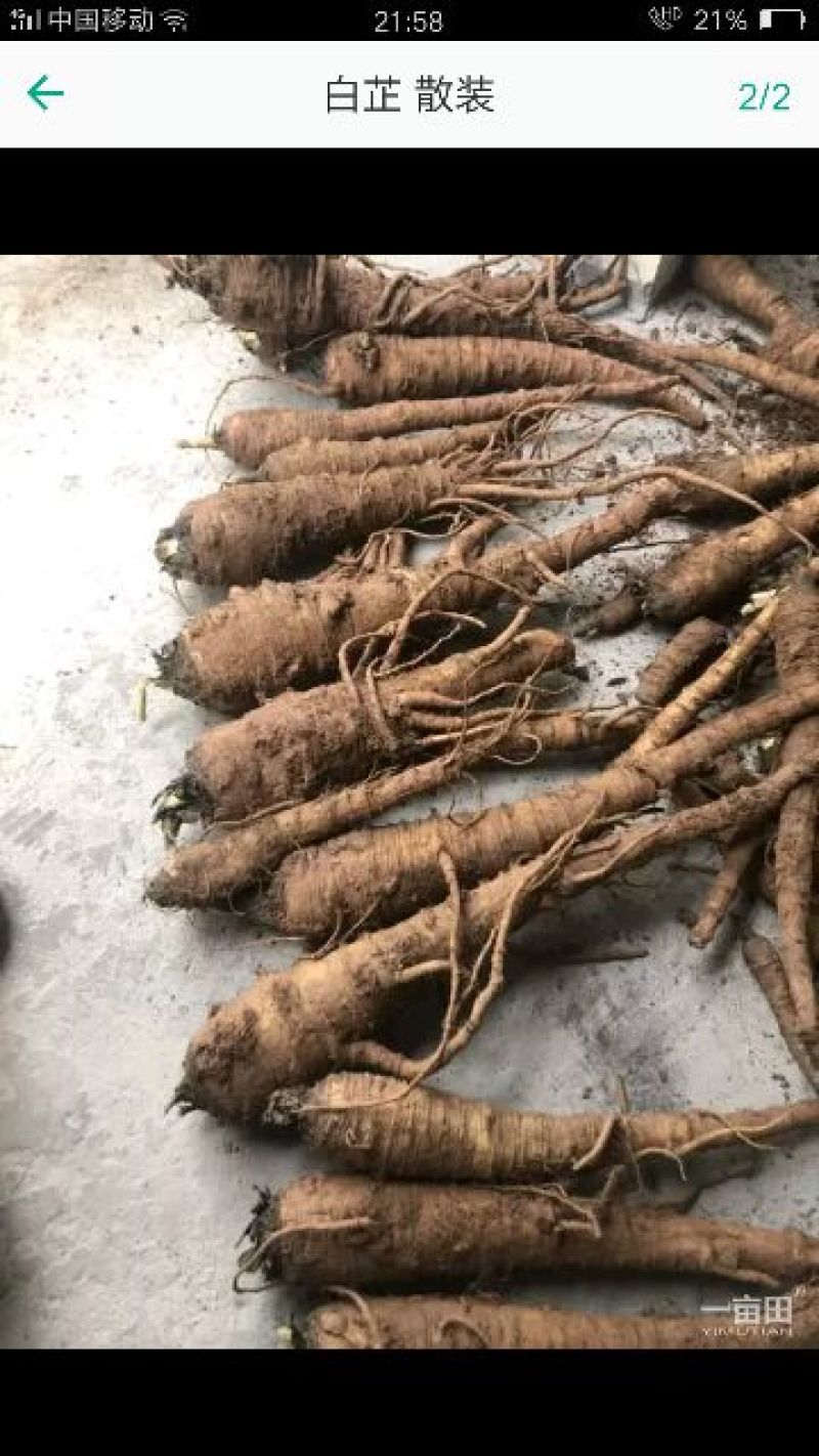 白芷