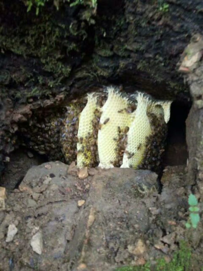 土蜂蜜瑶山里的深山密